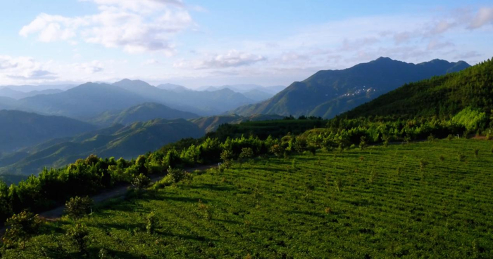 △兴业银行运用卫星遥感技术助解泉州茶企融资需求