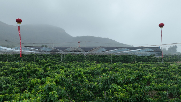 图为塘湖镇南界安村有机樱桃种植基地。