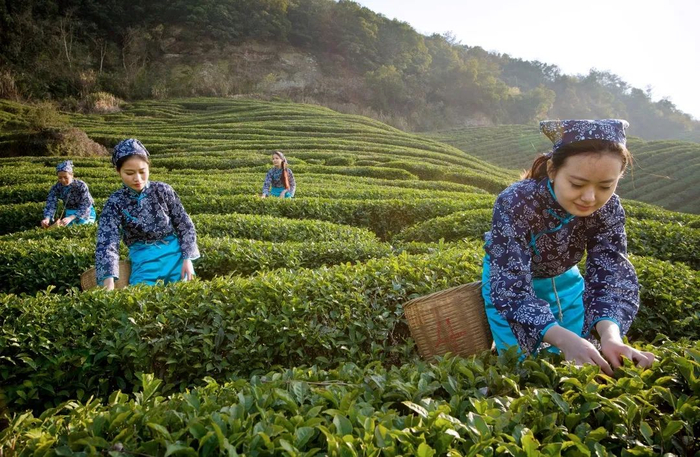 种植业（茶产业）