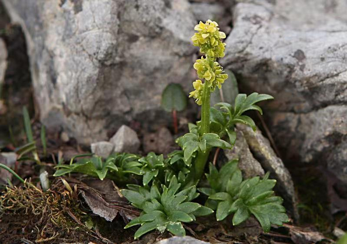 华福花。扎西桑俄堪布摄影