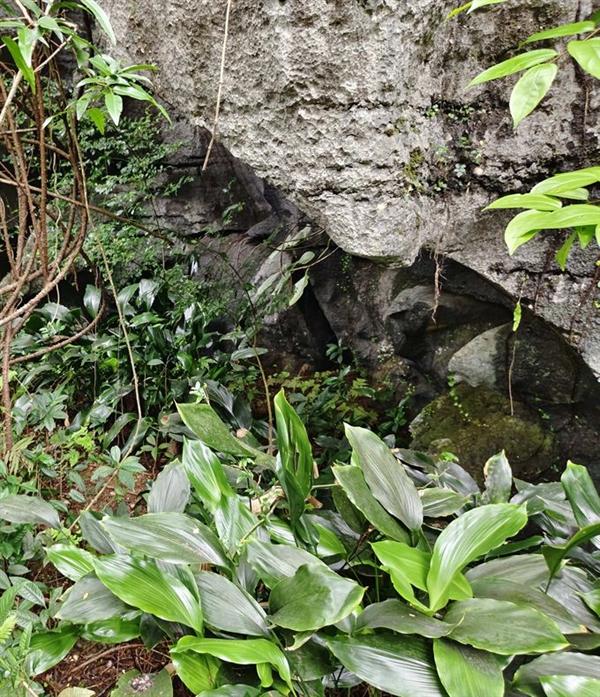 消失70多年 一度被认为灭绝：广西发现珍稀植物巨型蜘蛛抱蛋