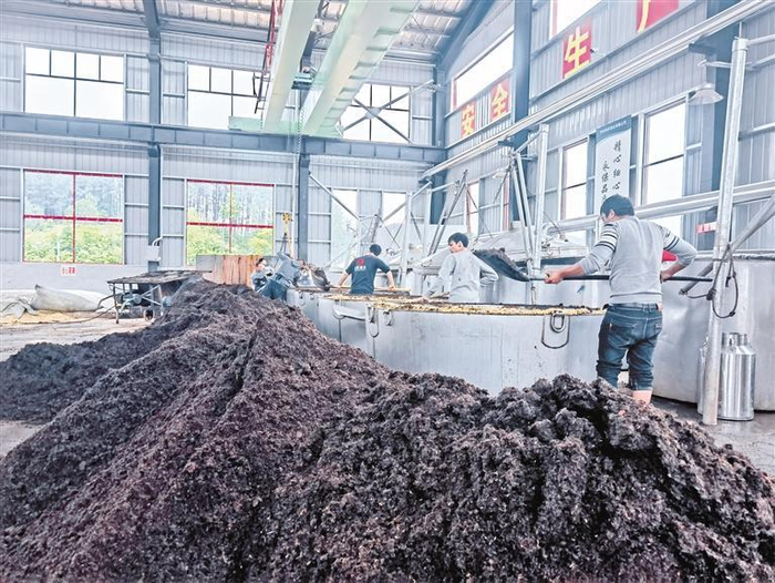     贵州黄窖酒业有限公司工人将酒糟入甑。 陈丹 摄
