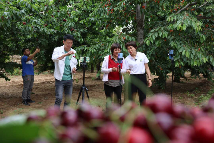 主播在河北省迁西县兴城镇才庄村樱桃园内帮助果农直播售卖樱桃。李少华摄
