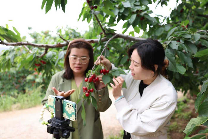 主播在河北省迁西县兴城镇才庄村樱桃园内帮助果农直播售卖樱桃。李少华摄
