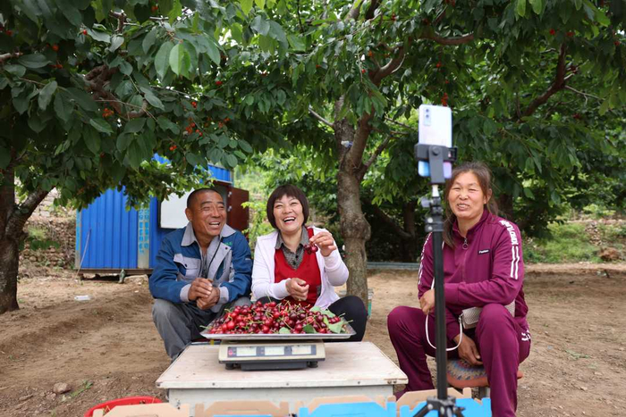 主播在河北省迁西县兴城镇才庄村樱桃园内帮助果农直播售卖樱桃。李少华摄
