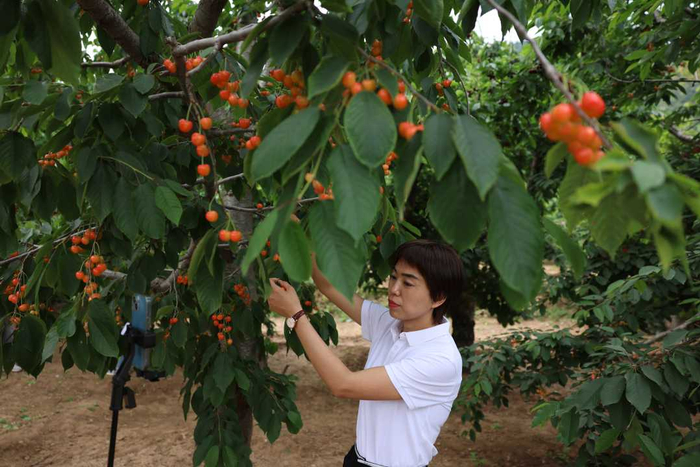 主播在河北省迁西县兴城镇才庄村樱桃园内帮助果农直播售卖樱桃。李少华摄