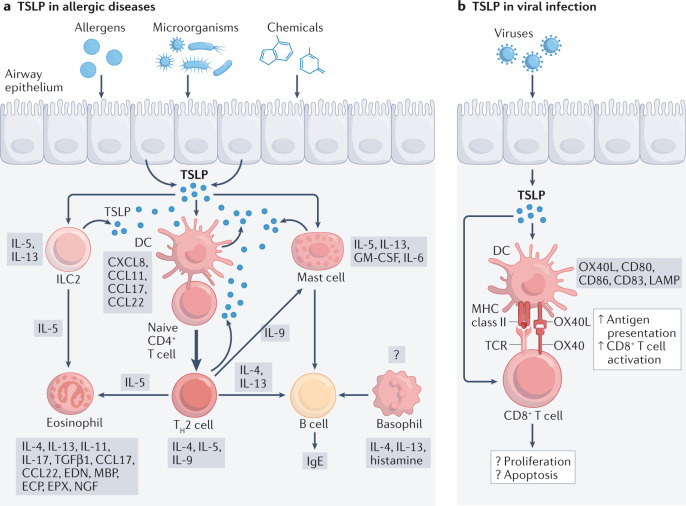 图1 TSLP在过敏性疾病中的机制