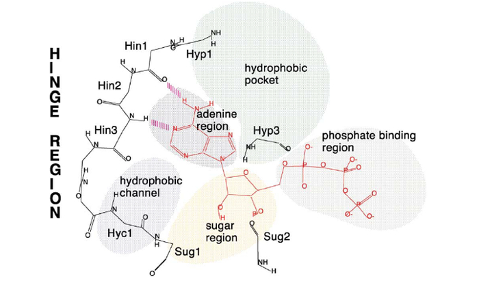 图1.蛋白激酶与ATP结合示意（红色是ATP）