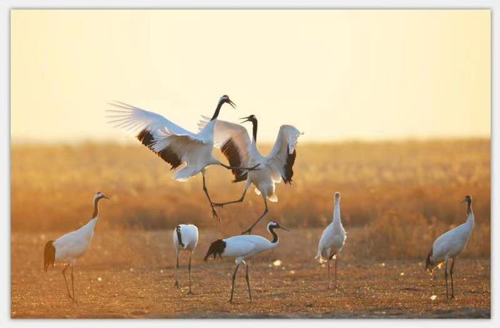 △丹顶鹤 陈国远 / 摄