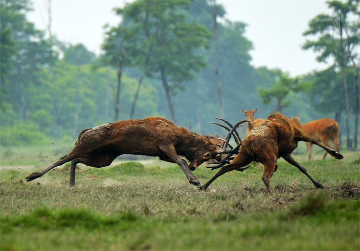 △鹿王争霸 杨国美 / 摄
