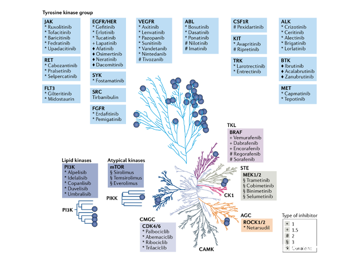 图4.FDA批准的激酶抑制剂映射到人类激酶组