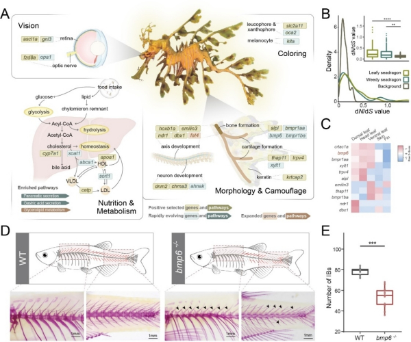 图2.影响叶海龙附叶发生的遗传学特征