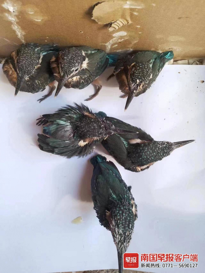 28日，在保护站里的幼鸟状态良好。