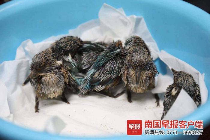 市民用盆子将幼鸟保护起来。