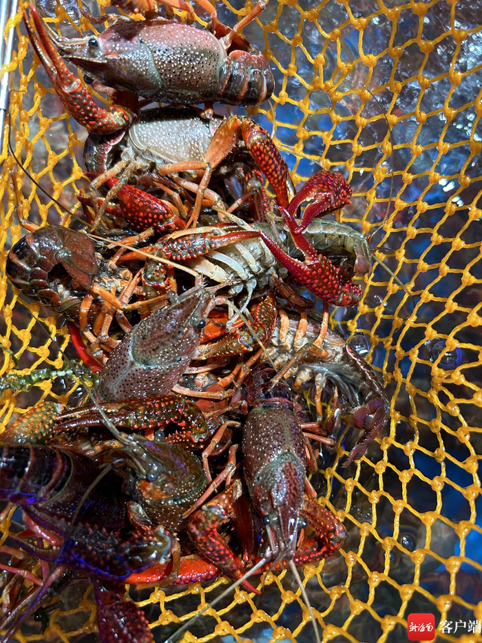小龙虾。记者易帆 摄
