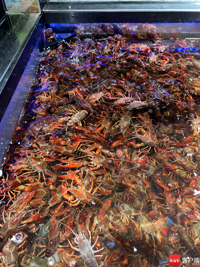 小龙虾。记者易帆 摄