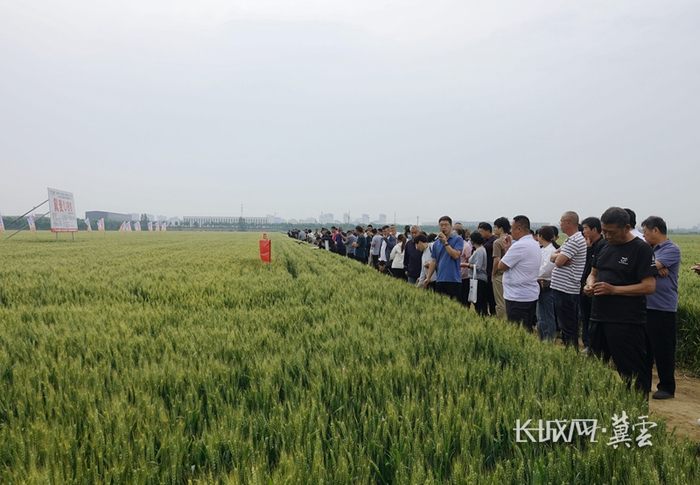 “优质小麦新品种冀麦U80大面积示范”项目观摩会现场。长城网·冀云客户端记者李元华摄