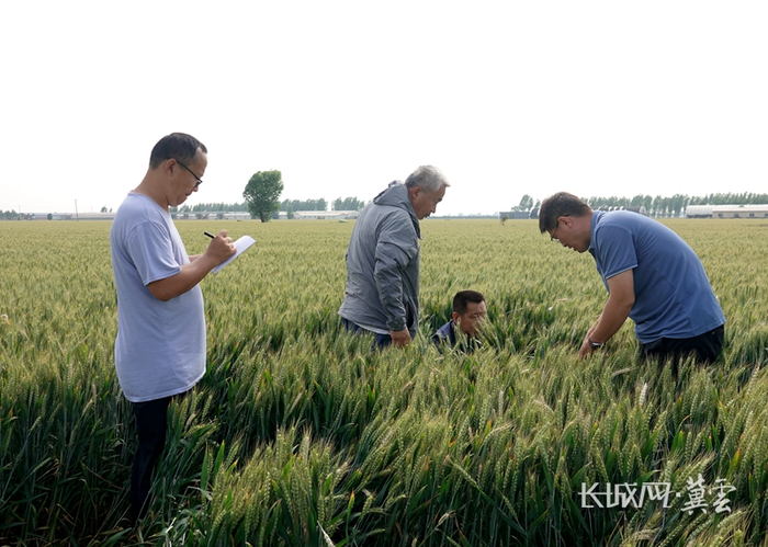 专家在田间测产。长城网·冀云客户端记者吴苗苗摄