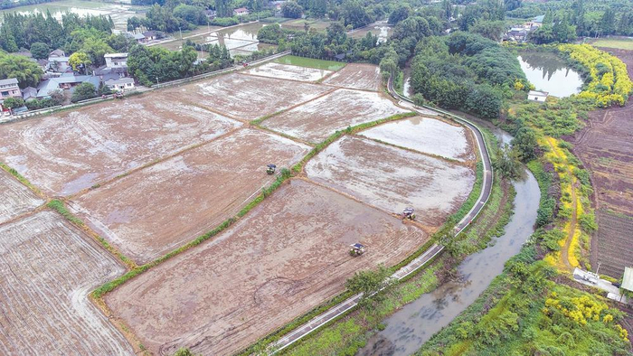 ▲新津龙马村，在田间作业的插秧机