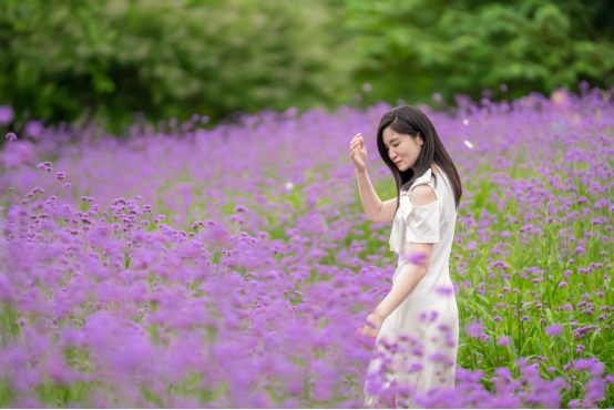 重庆华侨城滨江休闲带马鞭草花海