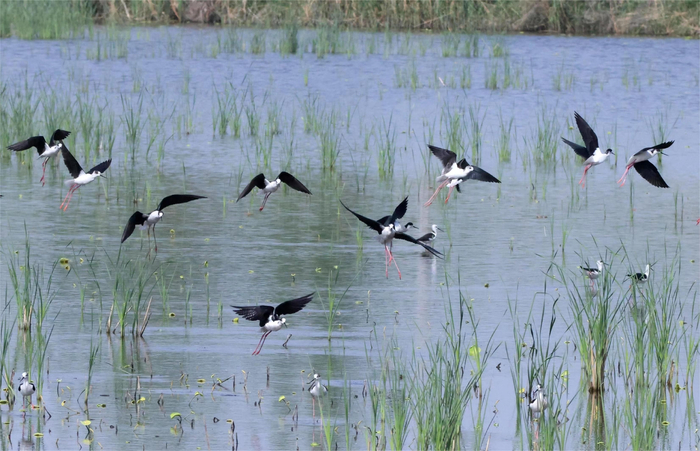 黑翅长脚鹬在梁园黄河故道湖泊湿地飞翔。王振摄