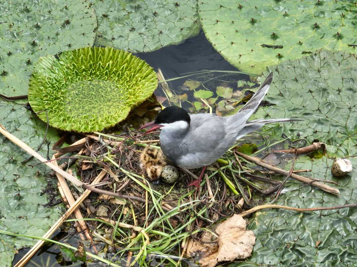 珍稀鸟类孵化繁殖。赵翀摄