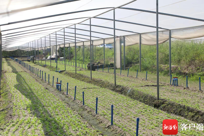 　　由撂荒地复垦后的蔬菜基地生机盎然。秀英区政府供图