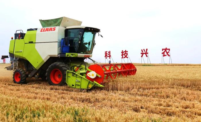 5月26日，大型收割机在河南省南阳市内乡县牧原农业高产示范方内，冒雨收购小麦。图/中新社发 张中立 摄
