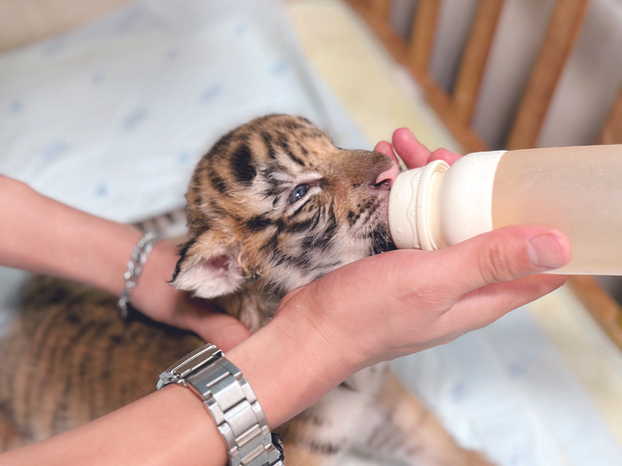     饲养员给幼虎喂食奶粉