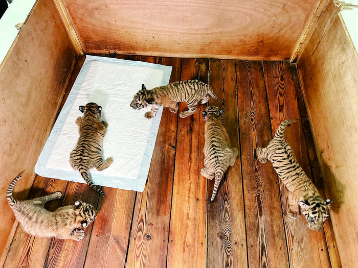     5只小老虎迎来满月