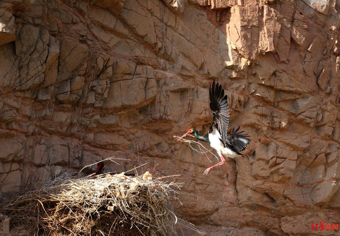↑黑鹳筑巢。图据受访者