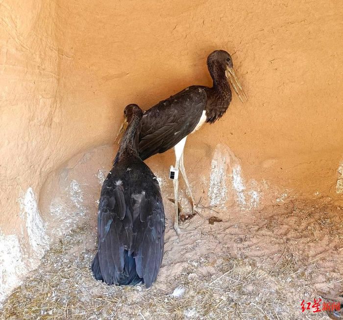 ↑安装了卫星定位跟踪器的黑鹳亚成体。图据受访者