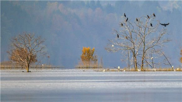 鸟儿们在大昌湖栖息。重庆大昌湖国家湿地公园管理中心供图 华龙网发