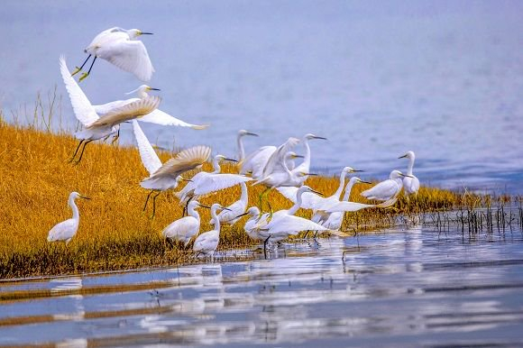 白鹭在大昌湖嬉戏。重庆大昌湖国家湿地公园管理中心供图 华龙网发
