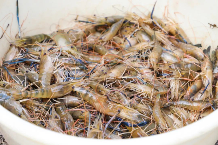 图 | （资料图）罗氏沼虾。图源 高要发布