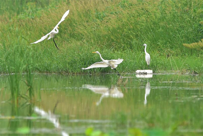 位于邢台经济开发区的沟头泉水源生态保护区，鹭鸟低掠水面，追逐嬉戏。 河北日报记者 赵永辉摄