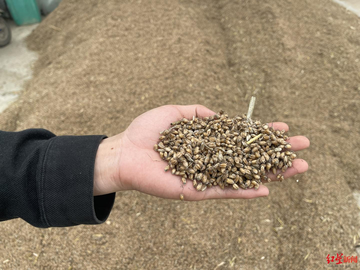 ↑南阳唐河县，一户人家晾晒的麦子发黑发芽