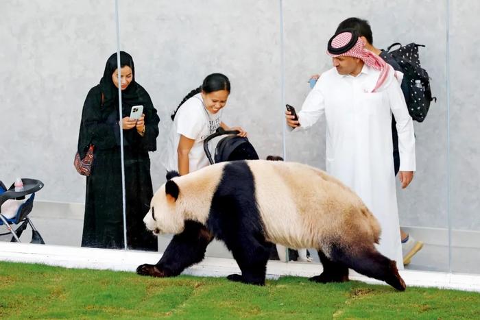 2022年11月18日，卡塔尔多哈，大熊猫“京京”吸引当地民众。摄影/本刊记者 富田