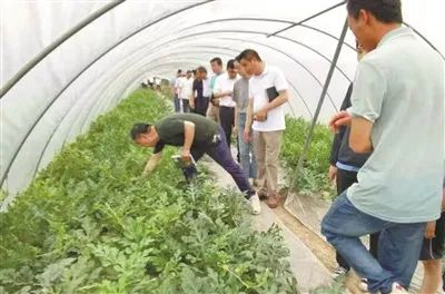 海曙区政协洞桥联委会的政协委员参观瓜棚。
