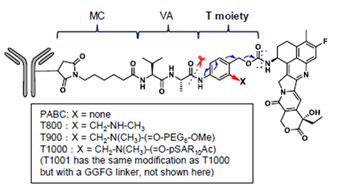 Antibody-exatecan conjugate by T moiety