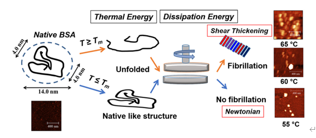 图2 温度及机械能导致蛋白展开示意图