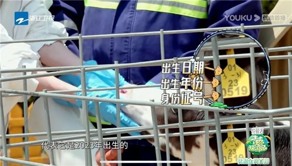 每一只奶牛都有出生日期、出生年份、身份证号。（图/《青春环游记4》）