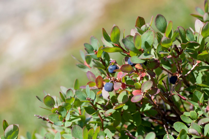 笃斯越橘Vaccinium uliginosum（图片来源：gardenfact）