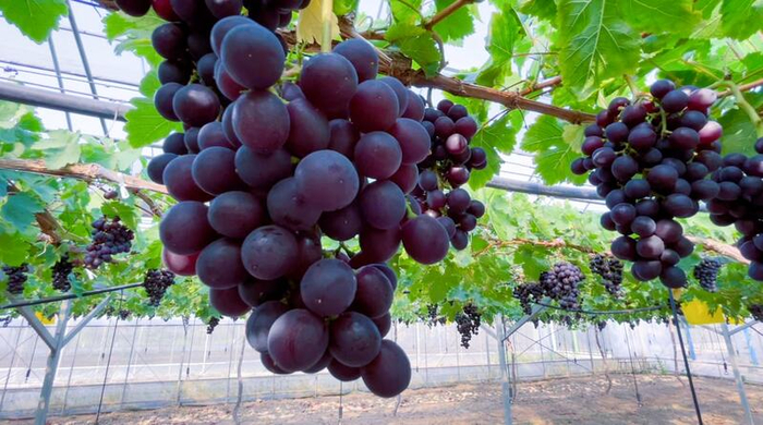 大棚内的早熟品种绍星1号。朱雅文 摄