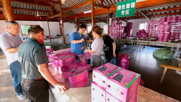 特意来购买葡萄的消费者络绎不绝。朱雅文 摄