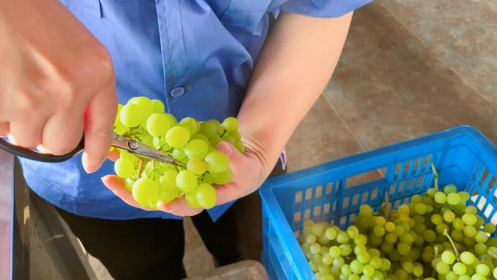 工人正在修剪并打包。朱雅文 摄