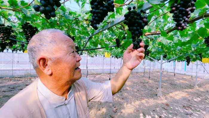 单传伦在大棚内观察葡萄。朱雅文 摄