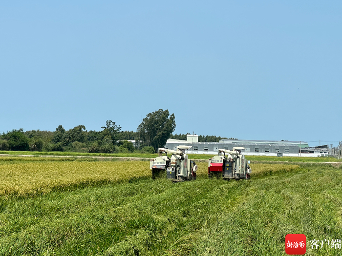 东方南繁水稻制种产业园机械化收割现场。基地供图