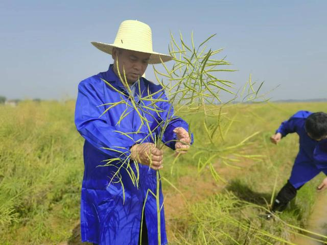 4月16日，江西万安县冬闲田早熟油菜示范基地测产。新京报记者 周怀宗 摄