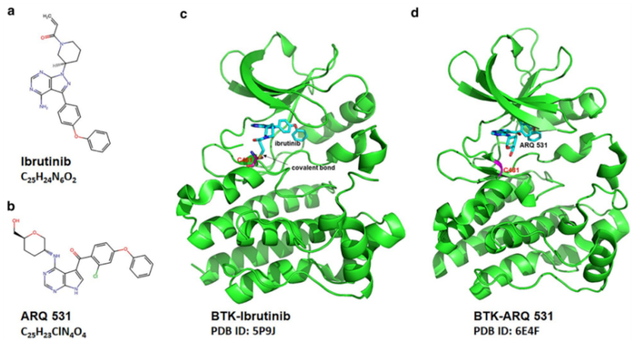 图3 非共价BTK抑制剂不与C481结合